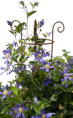 Perle | Kringelstütze extra hoch | D 40 cm | Fr. 115.--