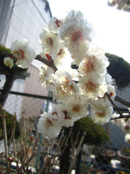 白い梅の花です。