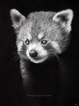 red panda into the light drawing by french pencil artist Magali Lapeyre-Mirande panda roux dans la lumière dessin artiste dessinatrice