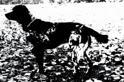 vorm Walde Auslesesieger 1982