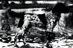 vorm Walde Auslesesieger 1981