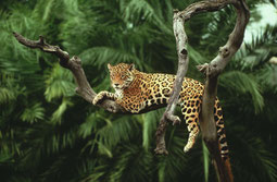 Jaguar im Amazonas-Gebiet