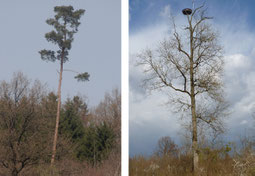 Foto: NABU, Schmidt-Rothmund