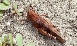 Blauflügelige Ödlandschrecke. Foto: Claudia Zieboll