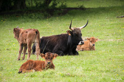 veaux aurochs reconstitué avec leur vache nounou