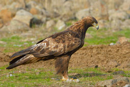 Photo : Goean Iliuta