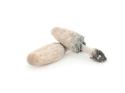 Coprinus Vitalpilz für Tiere zur Unterstützung des Stoffwechsels und des Blutzuckerhaushalts