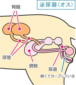 ニャンコの尿石症/長谷川動物病院