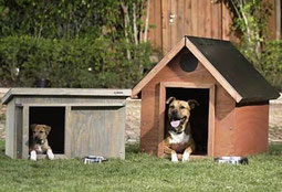 Comportamiento canino en casa pinchando.