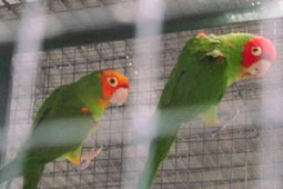 Orange   Aratinga erythrogenys (Guayaquilsittich)