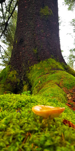 natur-naturkraft-wurzeln-wurzelkraft-wege zur natur-naturcoaching