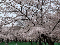 名古屋市　鶴舞公園