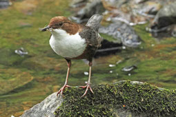 Wasseramsel in Oberberg (evollm)