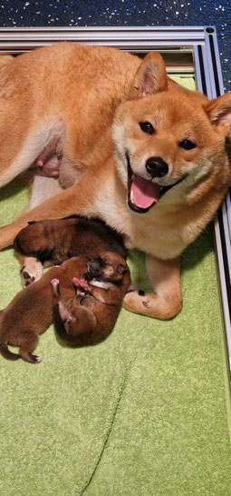 Shiba Inu Hündin mit Welpen