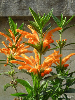 Leonotis leonurus