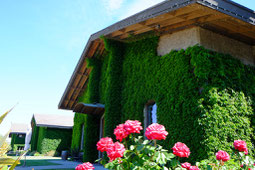 ほっこりする図(⌒▽⌒)@Clos Du Val