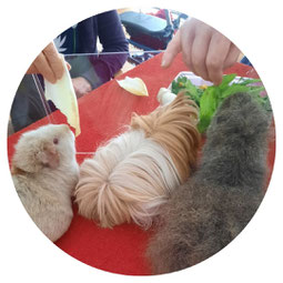 cochons d'inde sur une table rouge en train d'être nourris avec des feuilles d'endive et de salade