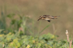 Foto: Braunkehlchen