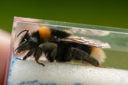 Hummel Hummeln Wildbiene Wildbienen Hummelmonitoring Thünen Institut MonViA NABU Düren