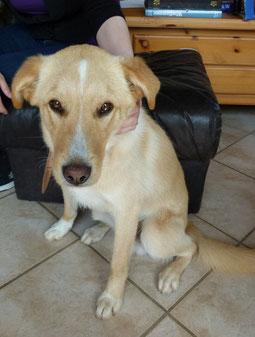 Vasco - ein Labrador-Mischling aus Madeira