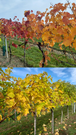 Weinlaub Weinfamilie Schober Herbst 2023