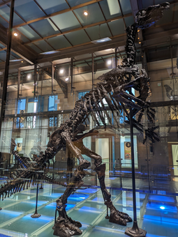 Einer der vielen Iguanodons, die in dieser Region gefunden wurden und im Natural Science Museum ausgestellt wurden