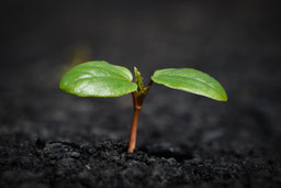 Quelle: https://pixabay.com/de/photos/pflanze-natur-wachstum-botanik-8338691/