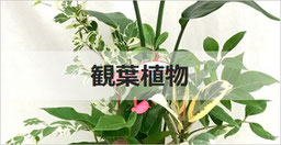 観葉植物・インテリアグリーン