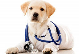 Leistungen in der Tierarztpraxis Lahnau-Dorlar
