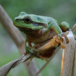 Laubfrosch