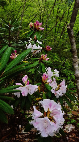 萌黄色の染まる付知渓谷春名残の桜しゃくなげ美しい付知狭不動渓谷しゃくなげ2018年春見ごろ中津川の里山の春真っ盛り中津川付知峡周辺食事処山菜料理たけのこ筍料理GWお出かけ愛知岐阜名古屋日帰り東海三県中京