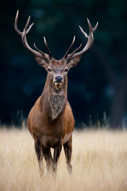 Le cerf est présent dans les forêts de Meuse