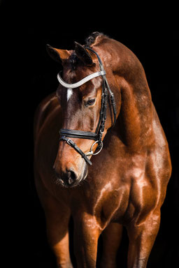 Dressage horse references 