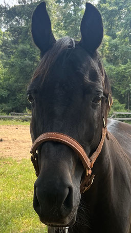 Midnight - Arabian Saddlebred Cross gelding