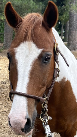 Socks - Dartmoore German Sporthose cross gelding