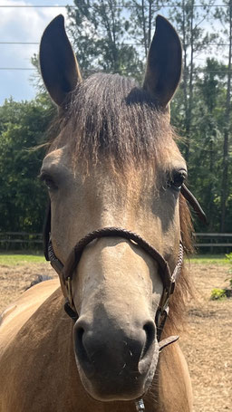 Hurricane - Quarter horse cross mare