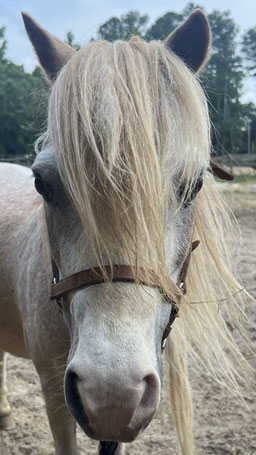 Chip - American Miniature Shetland pony gelding