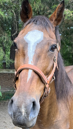 Bonnie - Quarter horse mare