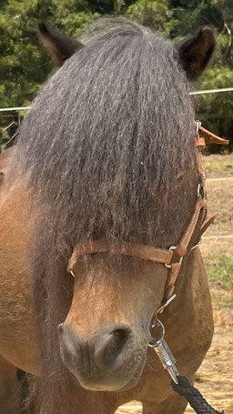 Rain - American Shetland Pony gelding