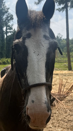 Joey - Welsh Pony Gelding