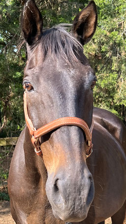 Jack - Thoroughbred gelding