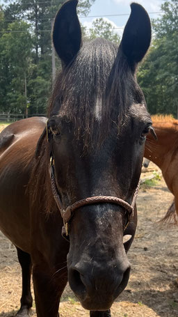 Strom - Arabian Quarter Horse Cross gelding