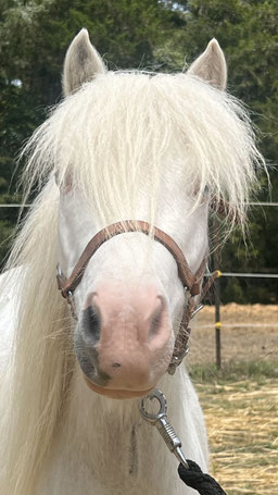 Sky - American miniature shetland pony gelding