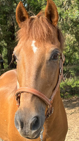 Buck - Morgan horse gelding