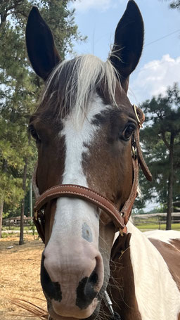 Meadow - Paint horse Saddlebred cross