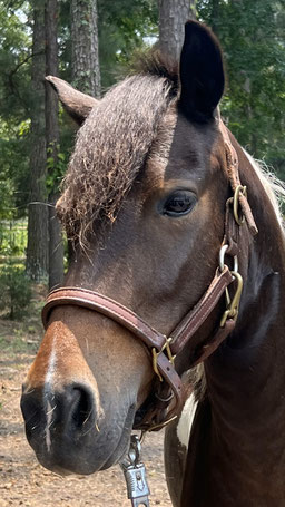 Oreo - Welsh Hackney pony Cross mare