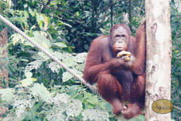 Die Orang-Utans auf Borneo