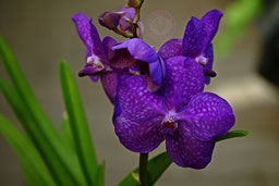 Vanda blau orchidee