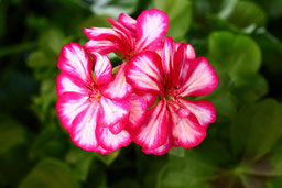 Pelargonium Halbhänge-Geranie