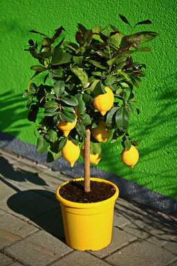 Zitrone Limone